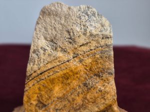 نمای نزدیک از درختان شجر دندریت