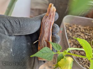Alternative view of اسلایس عقیق سلیمانی لیزری با رنگ خاص و کمیاب